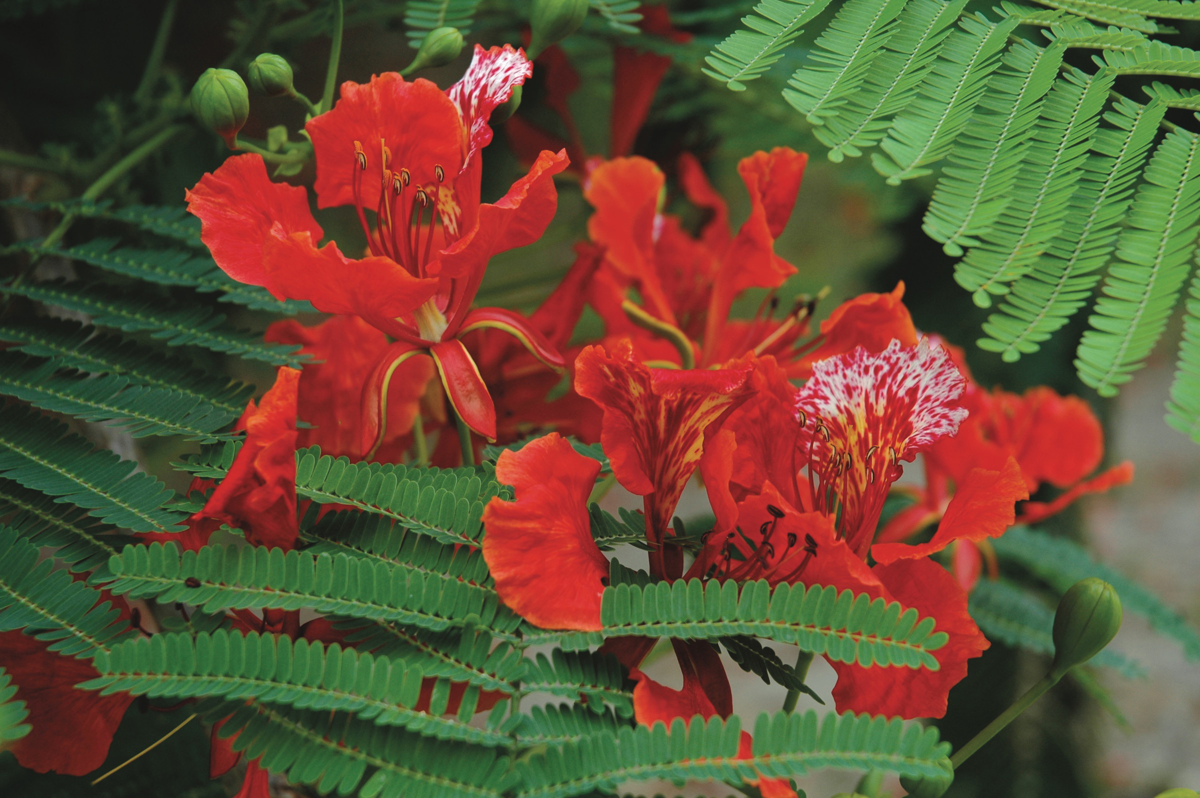 Tropical flower blooming on St. Croix