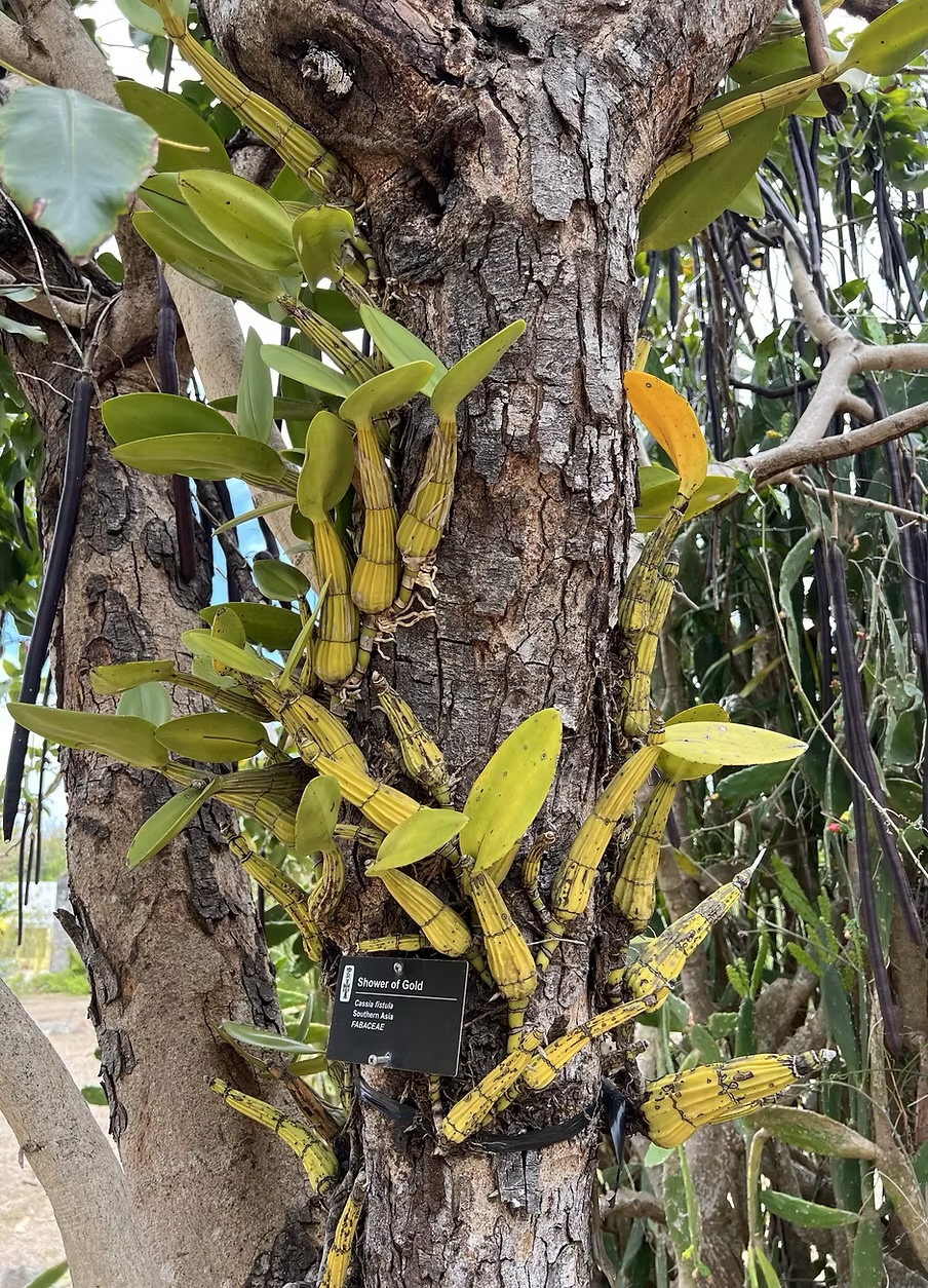 Photo from St. George Village Botanical Garden on St. Croix